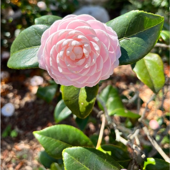 Meet your Posher, Brenda - Picture 1 of 1